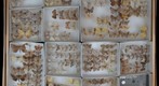 Geometridae Receiving 1