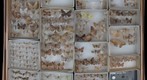 Geometridae Receiving 2