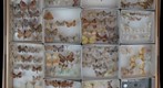 Geometridae Receiving 4