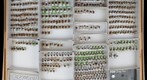 Coccinellidae 2