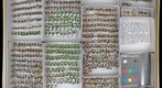 Coccinellidae 3
