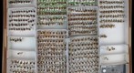 Coccinellidae 4