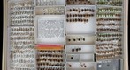 Coccinellidae 6