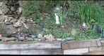 JITH-BACKYARD0721