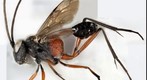 Microphotograph of an ensign wasp (Evaniidae - Acanthinevania)