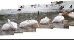 Pelicans in the St. Louis Z00 pond