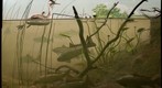 Bell Museum: Grebes, Buffalofish and Carp