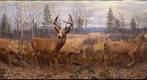 Bell Museum: White-Tailed Deer