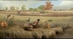 Bell Museum: Ring-Necked Pheasants