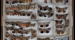 Noctuidae 34