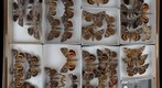 Noctuidae 35