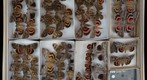 Noctuidae 36