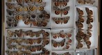 Noctuidae 37