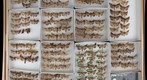 Noctuidae 39