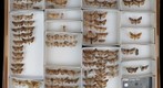 Noctuidae 40