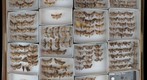 Noctuidae 41