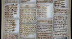 Noctuidae 43