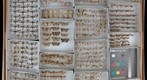 Noctuidae 44