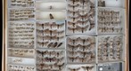 Noctuidae 45