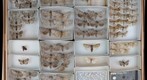 Noctuidae 46