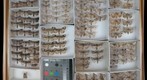Noctuidae 47