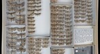 Noctuidae 48