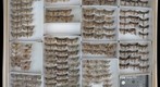 Noctuidae 49