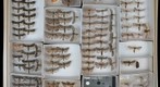 Noctuidae 50