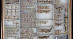 Noctuidae 51
