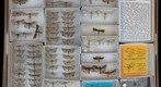 Noctuidae 52