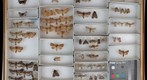 Noctuidae 54