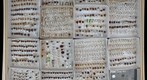 Coccinellidae Receiving 2