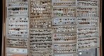 Coccinellidae Receiving 3