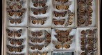 Noctuidae 33