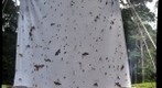 110129 am Light Trap at Inselberg Camp - Nouragues Field Station, French Guiana
