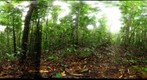 110201 - Inselberg Camp, Nouragues Field Station, French Guiana, 110130. 