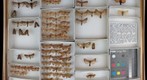 Noctuidae 55