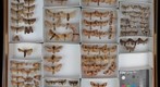 Noctuidae 56