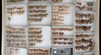 Noctuidae 57