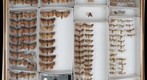 Noctuidae 58