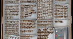 Noctuidae 61