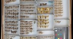 Noctuidae 62