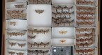 Noctuidae 63