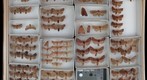 Noctuidae 64