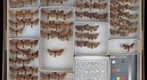 Noctuidae 65
