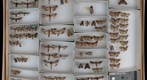 Noctuidae 67