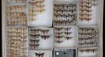 Noctuidae 66