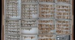 Noctuidae 69