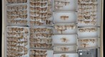 Noctuidae 70