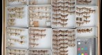 Noctuidae 71
